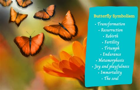 Butterfly Meaning Symbolism The Butterfly Spirit Animal 49 Off
