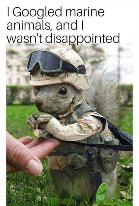 Pin By Deb Miller On Humor In 2020 Funny Army Memes Marine Animals