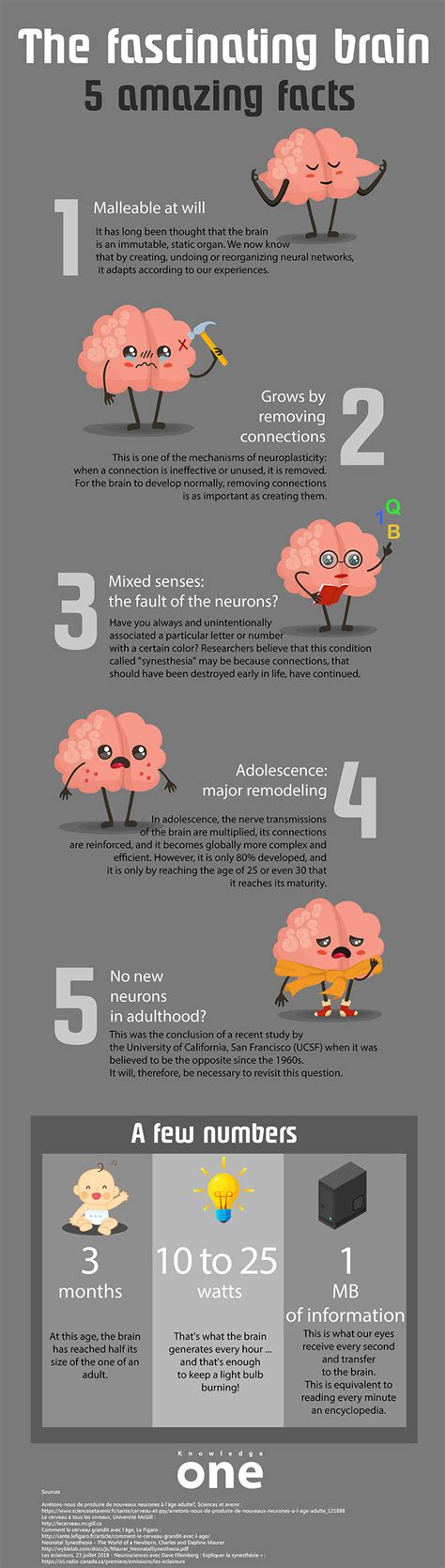 Infographic The Fascinating Brain Amazing Facts Knowledgeone Sexiz Pix