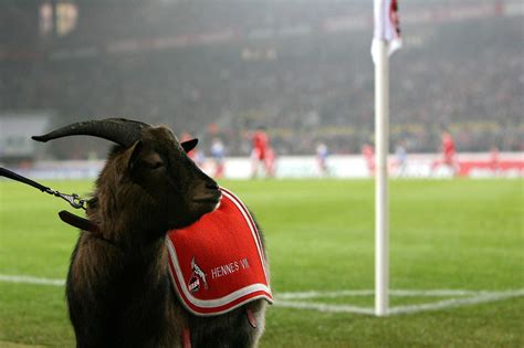 Cologne S Football Team Is One Of The Few Clubs That Foster A Living Mascot Each Goat Has The