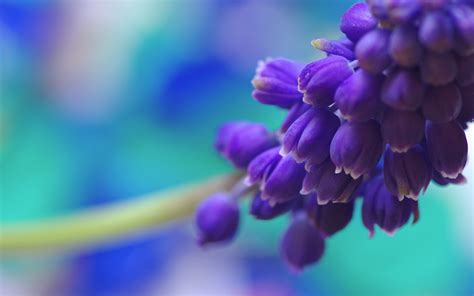 Julie Nielsen Blue And Purple Flowers Background Purple Hydrangea