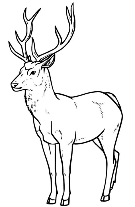 Realistic Red Deer Coloring Page Free Printable Coloring Pages For Kids