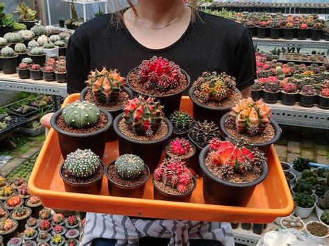 The 10 Best Indoor Cactus Varieties And How To Care For Them Article O