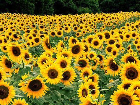 46 Field Of Sunflowers Wallpaper