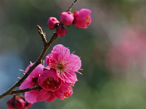 Wallpaper Flowers Branch Cherry Blossom Pink Spring Osaka Flower Ume Flora Bud Petal