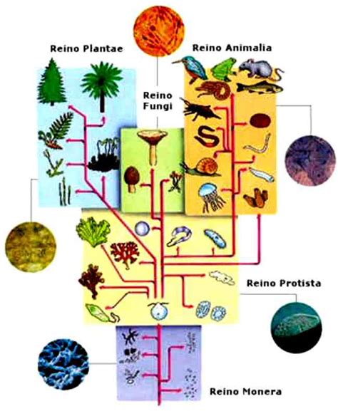 Reino Animal Mundo Biologia