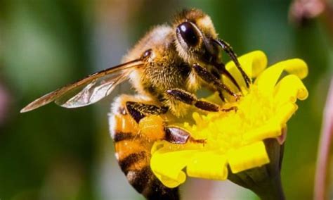 Hình Ảnh Côn Ong Xem Ngay Bức Ảnh Độc Đáo Của Loài Côn Ong Trồng