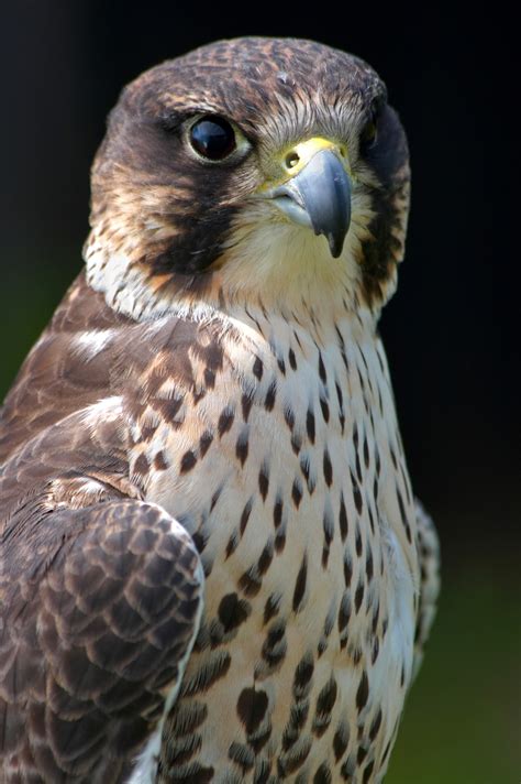 Lanner Falcon Portrait | Birds | Wildlife | Photography By Martin Eager | Runic Design