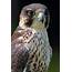 Lanner Falcon Portrait  Birds Wildlife Photography By Martin Eager