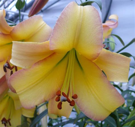 Photo Of The Bloom Of Trumpet Lily Lilium Rising Moon Posted By