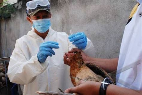 Pantai Gading Dilanda Wabah Flu Burung H5n1 Antara News