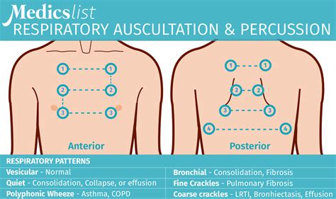 Where To Lung Sounds The Complete Guide To Respiratory Auscultation