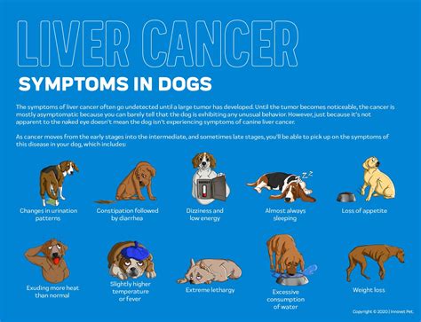 How Do You Know If Your Dog Has Liver Cancer Liver Cancer In Dogs