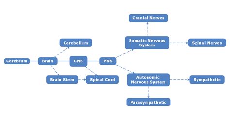 Nervous System Concept Map Template Edrawmind Images And Photos Finder