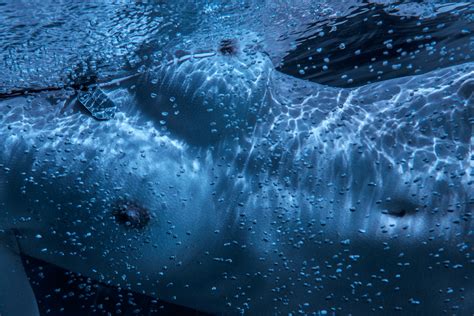Nicht jugendfreier inhalt sichere suche. Unterwasserakt in blau Foto & Bild | fotokunst, monochrome ...