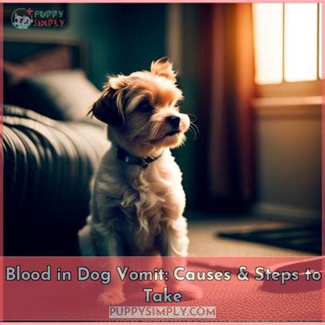 Blood In Dog Vomit Causes And Steps To Take