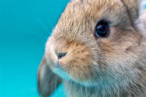 do male rabbits have nipples sex facts and differences hepper