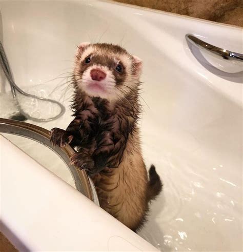 Pin On Ferret Bath