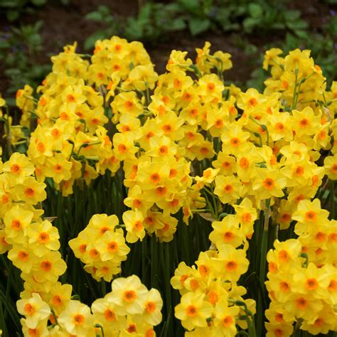 Narcissus Golden Dawn Easy To Grow Bulbs