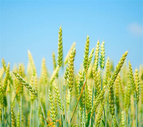 Green Wheat Field Nature Clear Sky Field Hd Wallpaper Wallpaper Flare