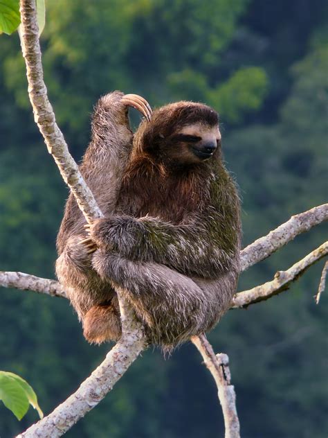 Brown Throated Three Toed Sloth Bradypus Variegatus Sobe Flickr