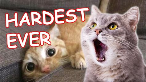 The Best Funny Cat Videos Hardest Try Not To Laugh Challenge Ever