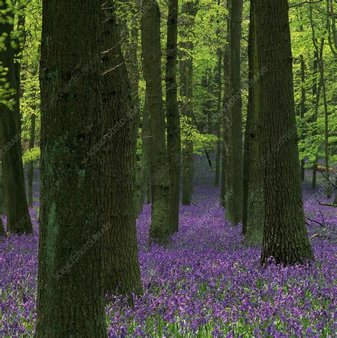 Bluebell Wood Stock Image E6400537 Science Photo Library