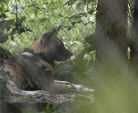 Endangered Wolf Center Eureka All You Need To Know Before You Go