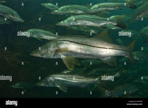 Common Snook Fish Hi Res Stock Photography And Images Alamy