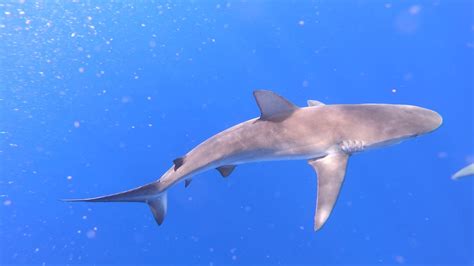 Galapagos Sharks Cage Diving North Shore Oahu Hawaii