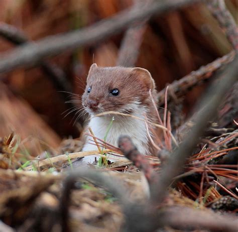 Steve Hinton Wildlife Photography Stoat Or Weasel From The Hide