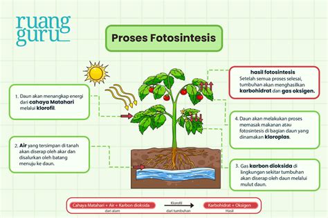 Pengertian Fotosintesis Dan Prosesnya Pada Tumbuhan R