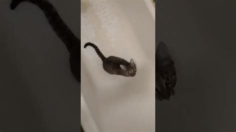 Funny Cat Chasing Its Own Tail Funny Cats Cats Funny