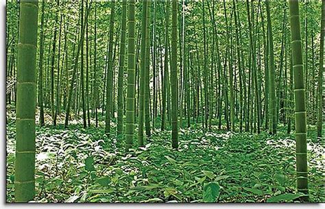 Bamboo Forest Mural Umb91133 Full Size Large Wall Murals The Mural Store