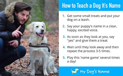 How To Teach A Dog Its Name Easy Guide For Your New Dog