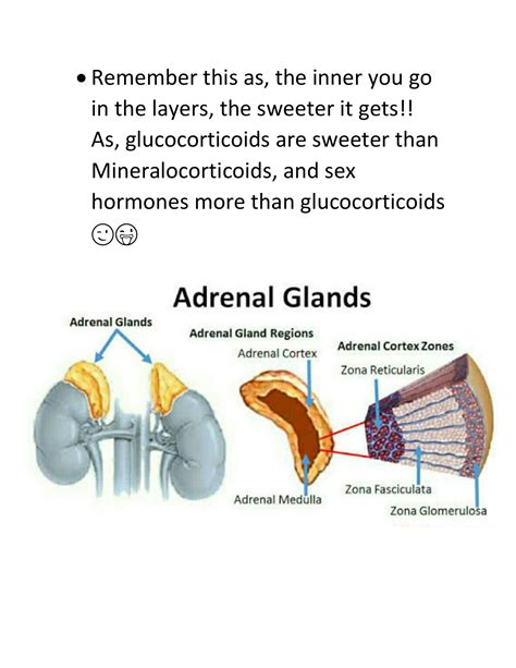 Adrenal Gland Imedscholar