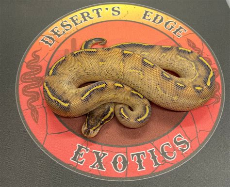 Highway Ball Python By Desert S Edge Exotics Morphmarket