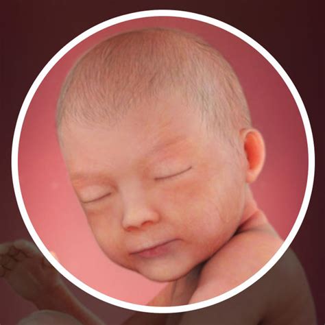 Fetal Development 30 Weeks Pregnant Babycenter Canada
