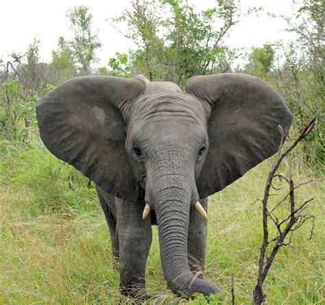 Inyati Junger Elefant Foto And Bild Africa Southern Africa Inyati