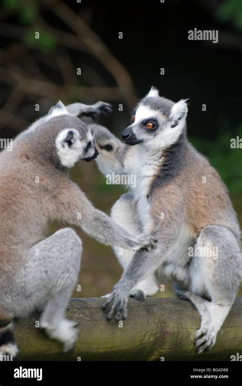 Ring Tailed Lemurs Lemur Catta Play Fighting Stock Photo Alamy