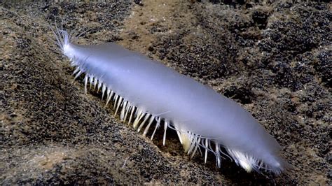 Polychaete Worm Amazing Deep Sea Creatures Of Hawaii Pictures Cbs