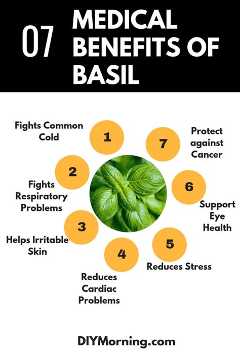 4 Best Medical Benefits Of Basil A Medicinal Herb That Works Wonders