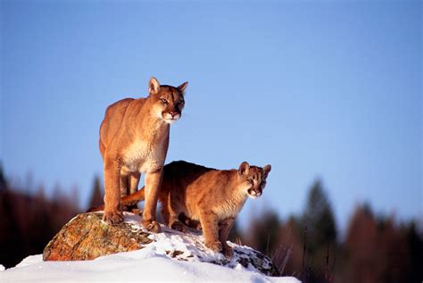 Arizona Authorities Kill 3 Mountain Lions Found Devouring Human Remains