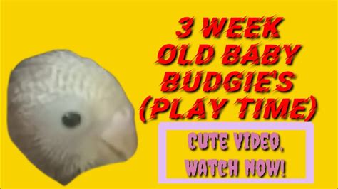 3 Week Old Baby Budgies Play Time Cute Video Youtube