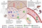 Frontiers | Mobilization and Activation of the Innate Immune Response ...