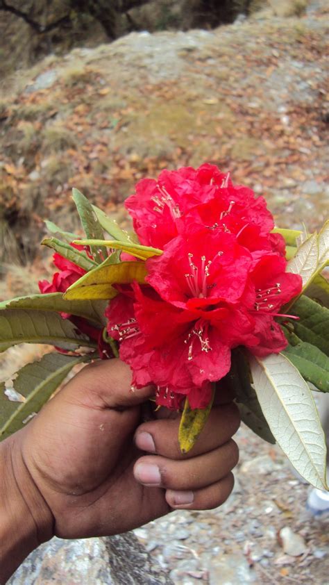 Flowers Name With Picture In Nepali Flowers Names In Nepali