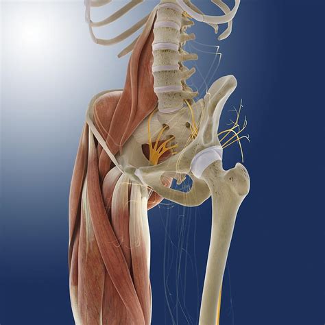 The human body is the structure of a human being. Lower Body Anatomy, Artwork Photograph by Science Photo Library