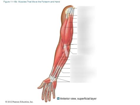 Muscle System Anterior View Of Superficial Layer Of Arm Muscles
