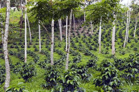 Agroforestry at 40: how tree-farm science has changed the world