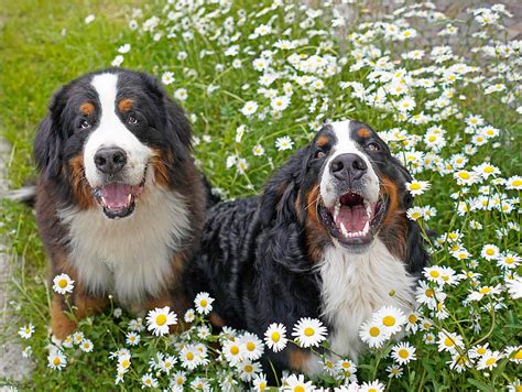 Two Happy Bernese Mountain Dogs Photograph By Kriste Sorokaite